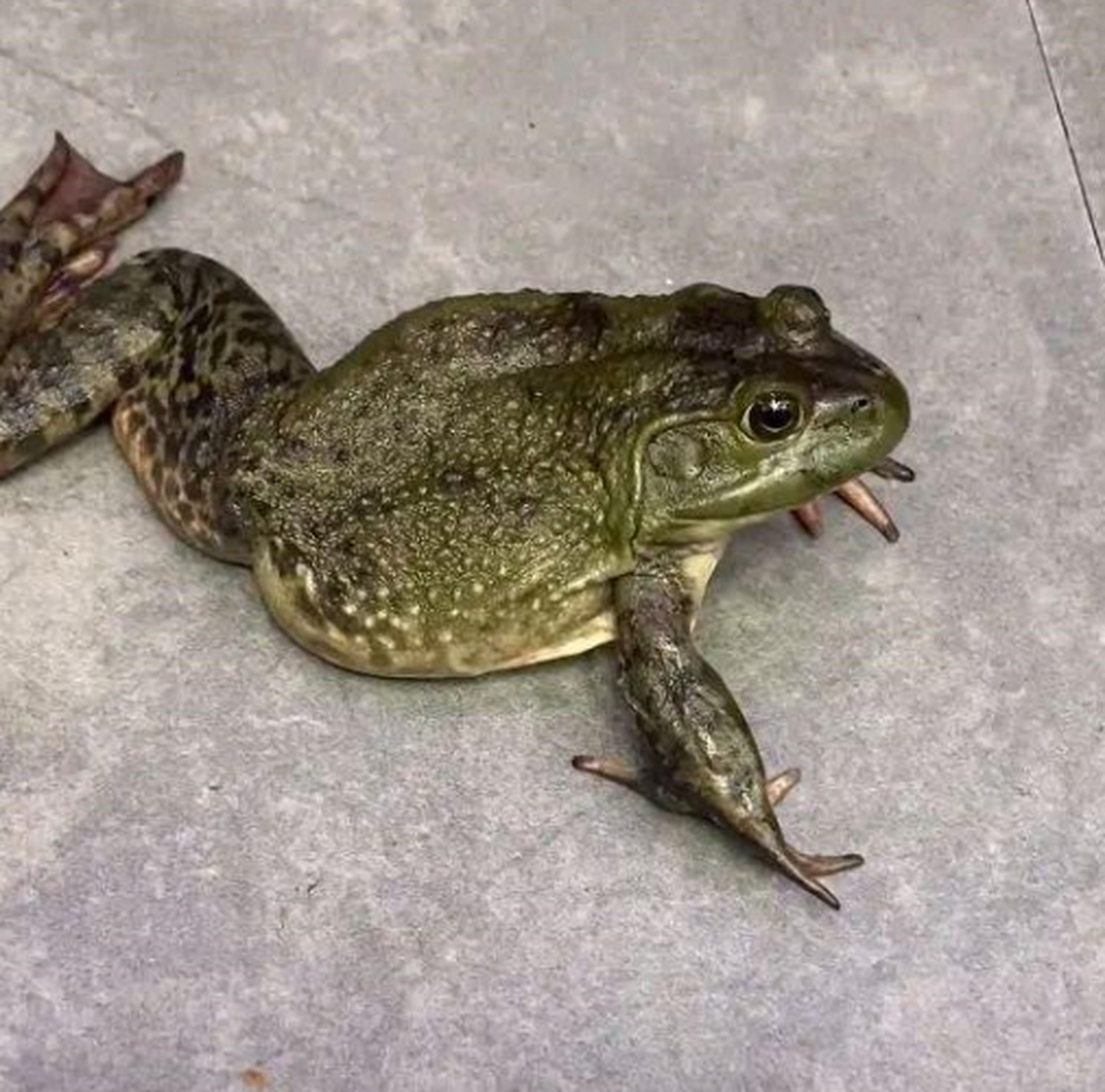 不是说三条腿儿的蛤蟆不好找吗?