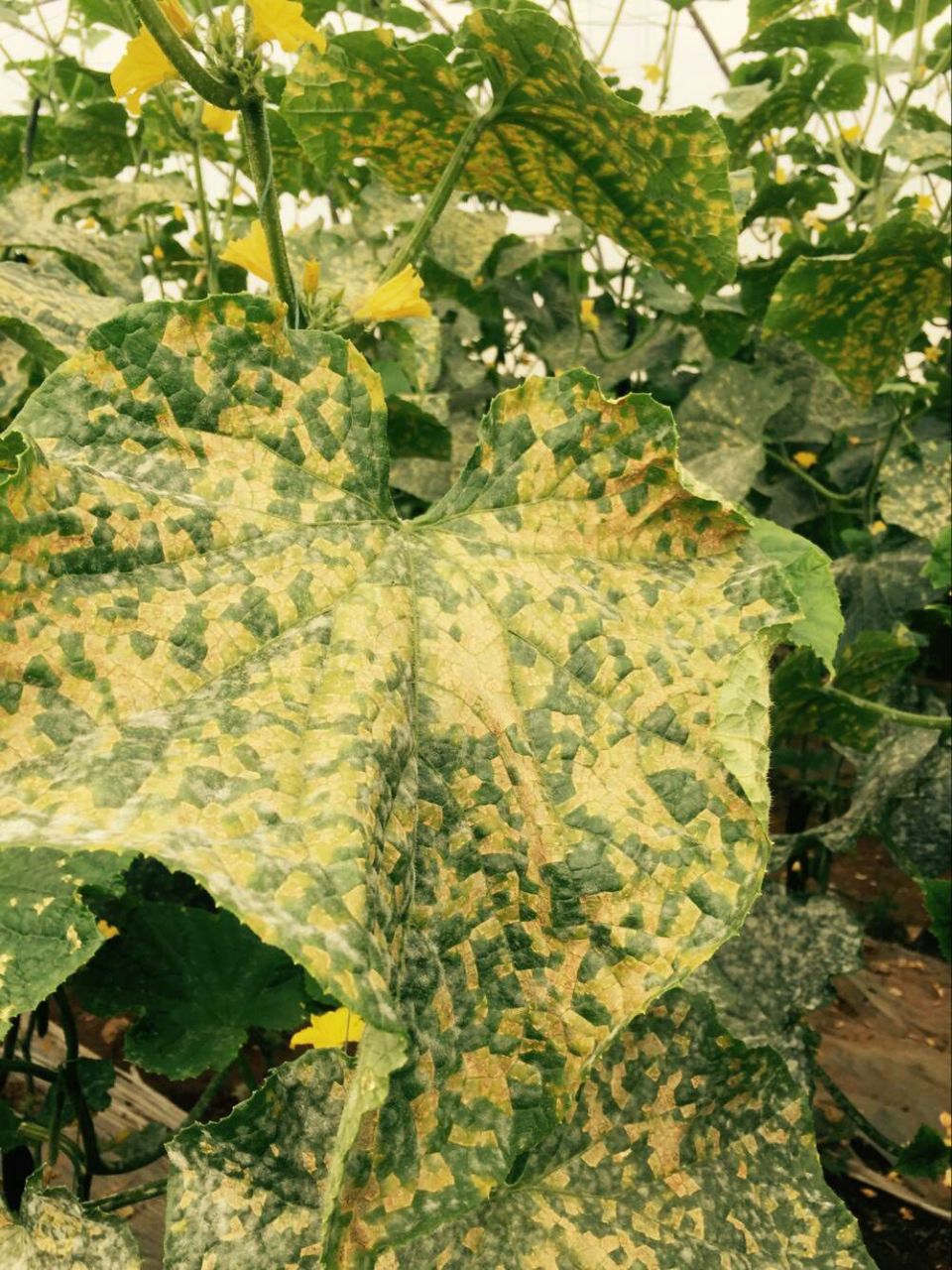 经过网络查询得知,这是黄瓜靶黄斑和霜霉病,都是由于真菌感染所引起