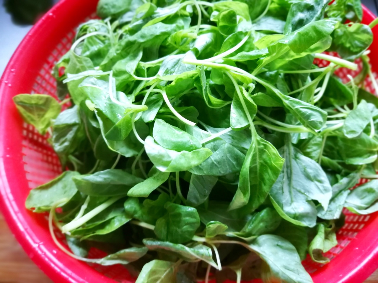 米西菜米西菜图片米西蔬菜青米西头米西青菜米西菜的营养价值青米西