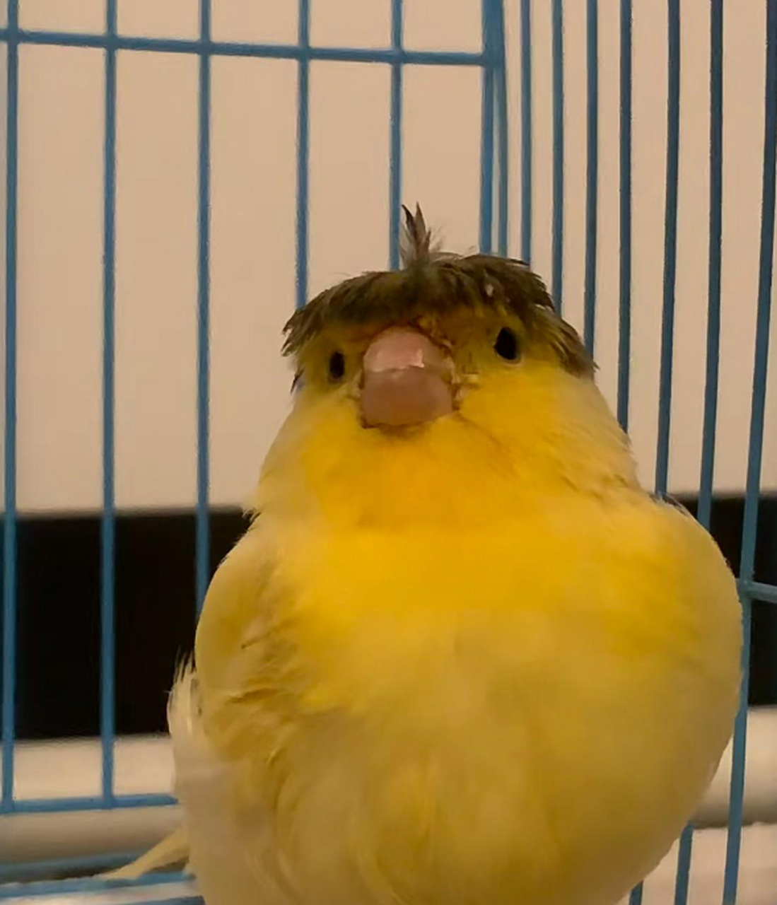 这个锅盖头有点可爱,哈哈哈哈哈哈