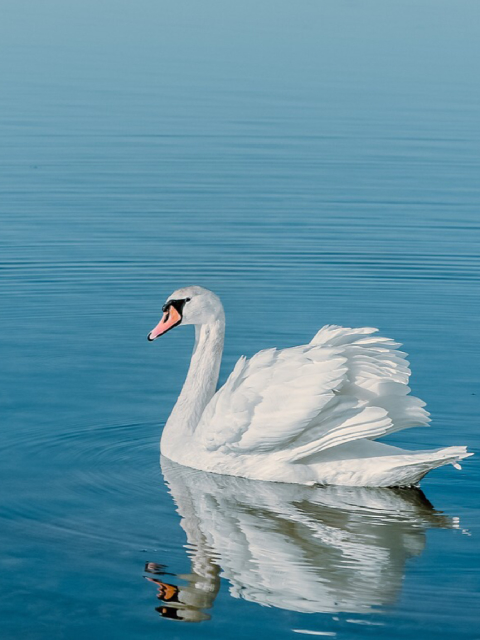每天陪孩子一起瞧动物 名称:天鹅 分类:动物界,脊索动物门,鸟纲,今鸟