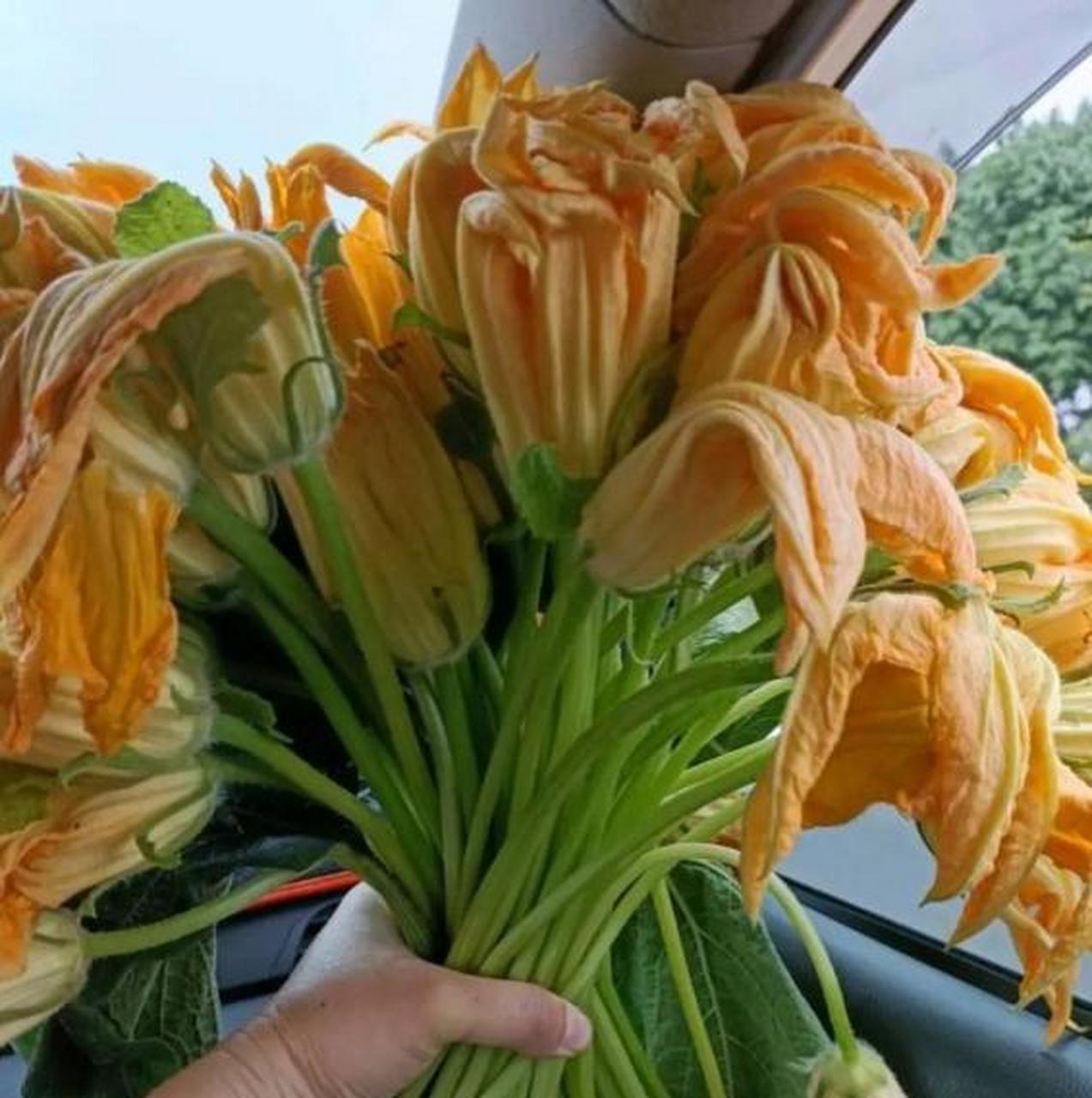 南瓜花你们吃过吗,这样的南瓜花很好吃