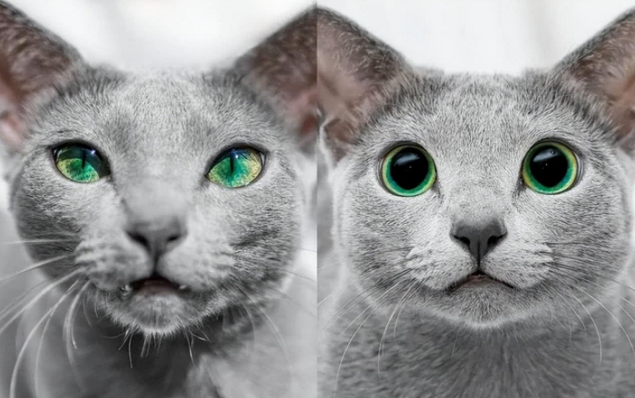 猫的眼睛在白天与黑夜是截然不同的,大家可以看下面这张对比照.