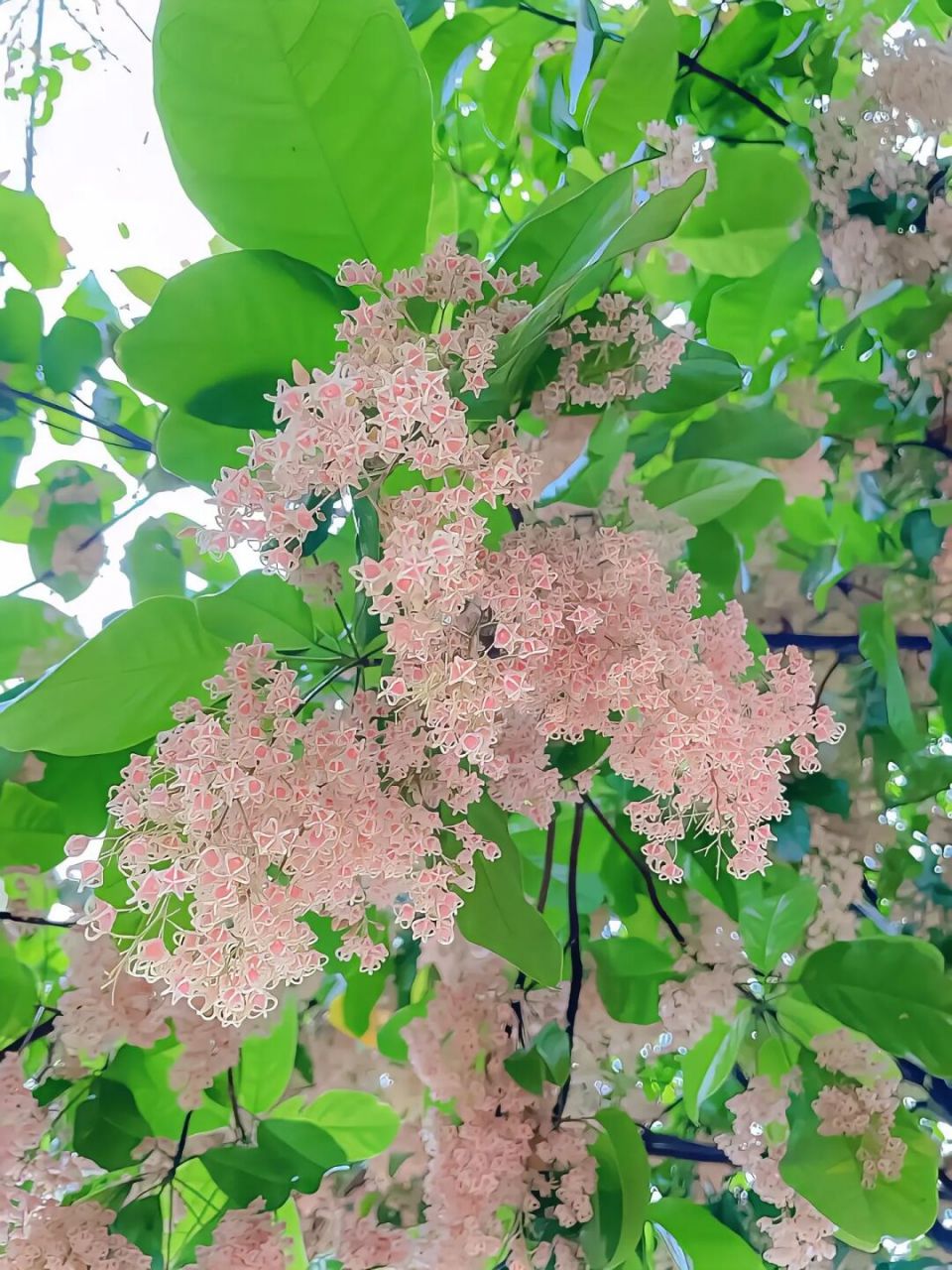 大家知道这是什么花吗?