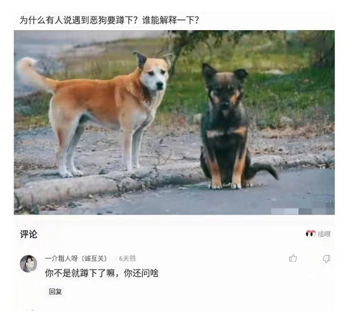 為什麼有人說遇到惡犬就蹲下?#搞笑趣味圖