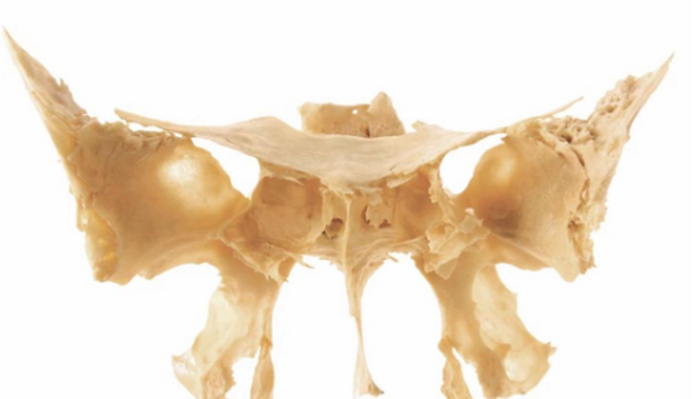 蝴蝶骨,人体最美的骨头