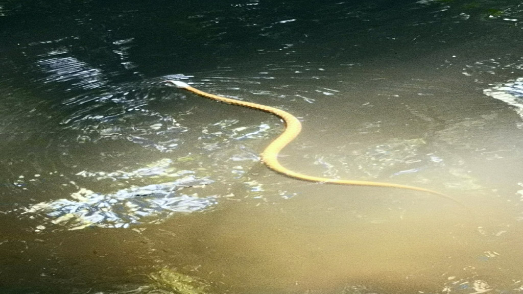 同时也是蛇类冬眠前捕食的关键时期,蛇喜欢在树荫,草丛,溪旁等场所