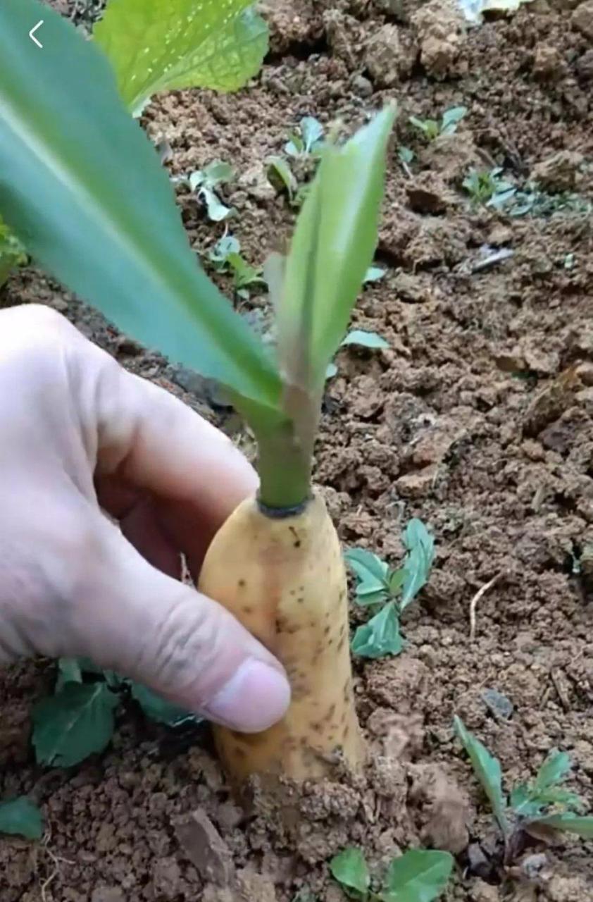 直到我长得这么大,我才知道香蕉苗是怎么长出来的. #趣图搞笑