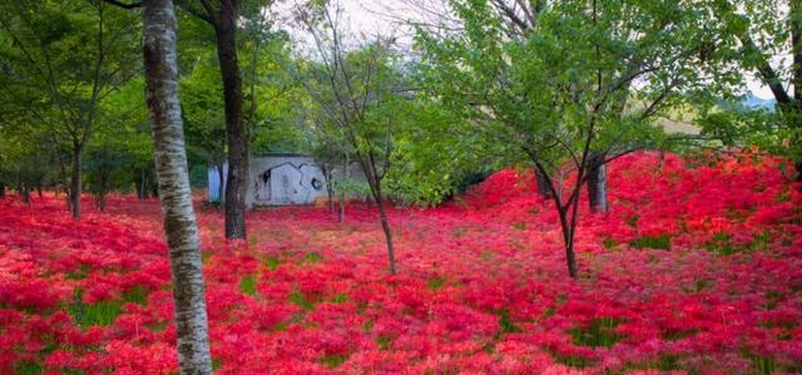 越过那片红色的花海,探访日本巾着田彼岸花的美丽世界[嫌弃]