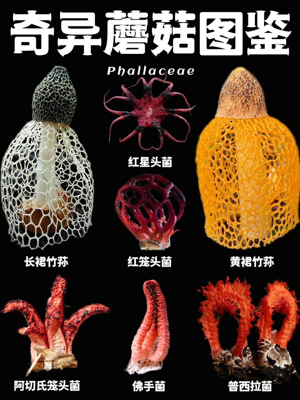 鬼笔科菌类,也被称为臭角菌.