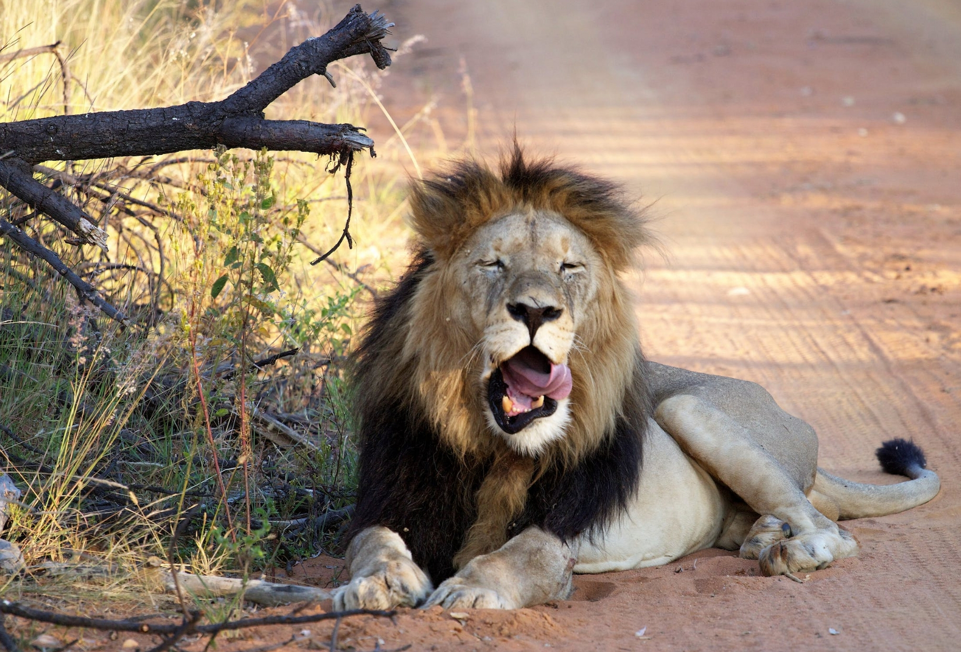 金秋图文动态创作节# #百度秋冬打卡挑战赛# 在撒哈拉的广袤草原上