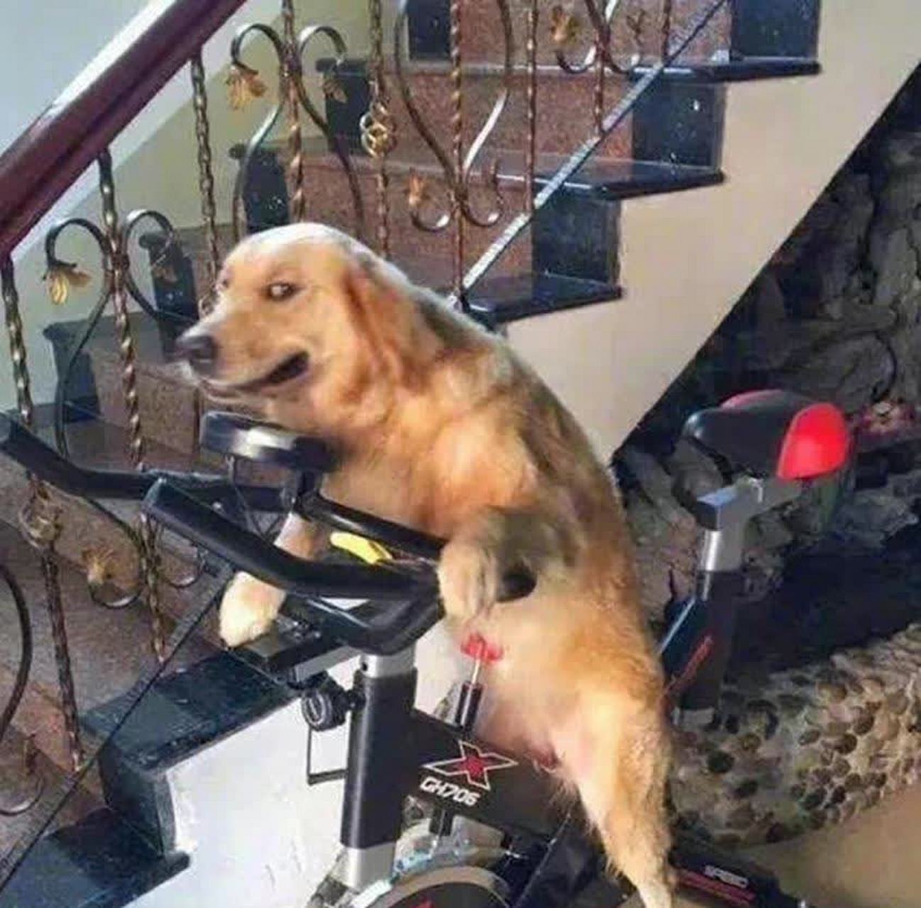 狗子:你减肥还是我减肥?  #趣图搞笑#[大哈]