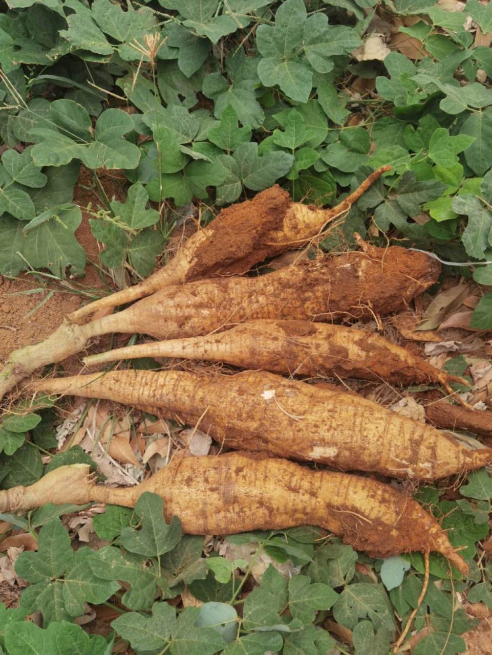 第一个是白萝卜,白萝卜又被称为小人参,它自带解毒功效,是对肝脏极好