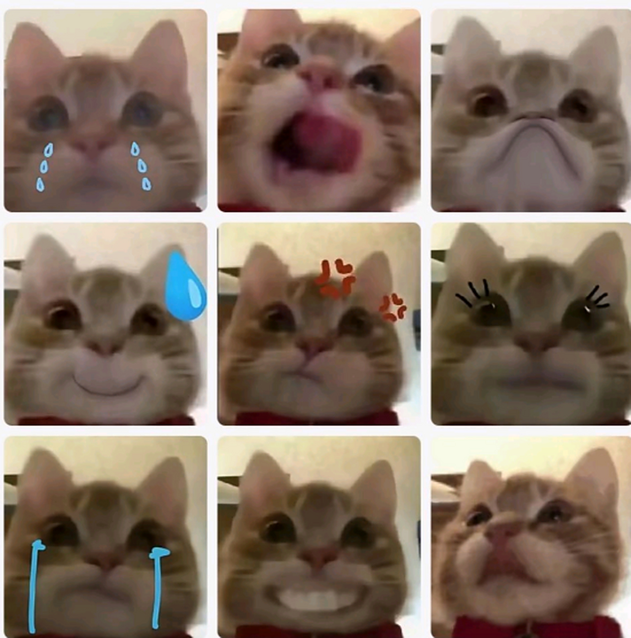 网上很火的歪嘴小猫表情包