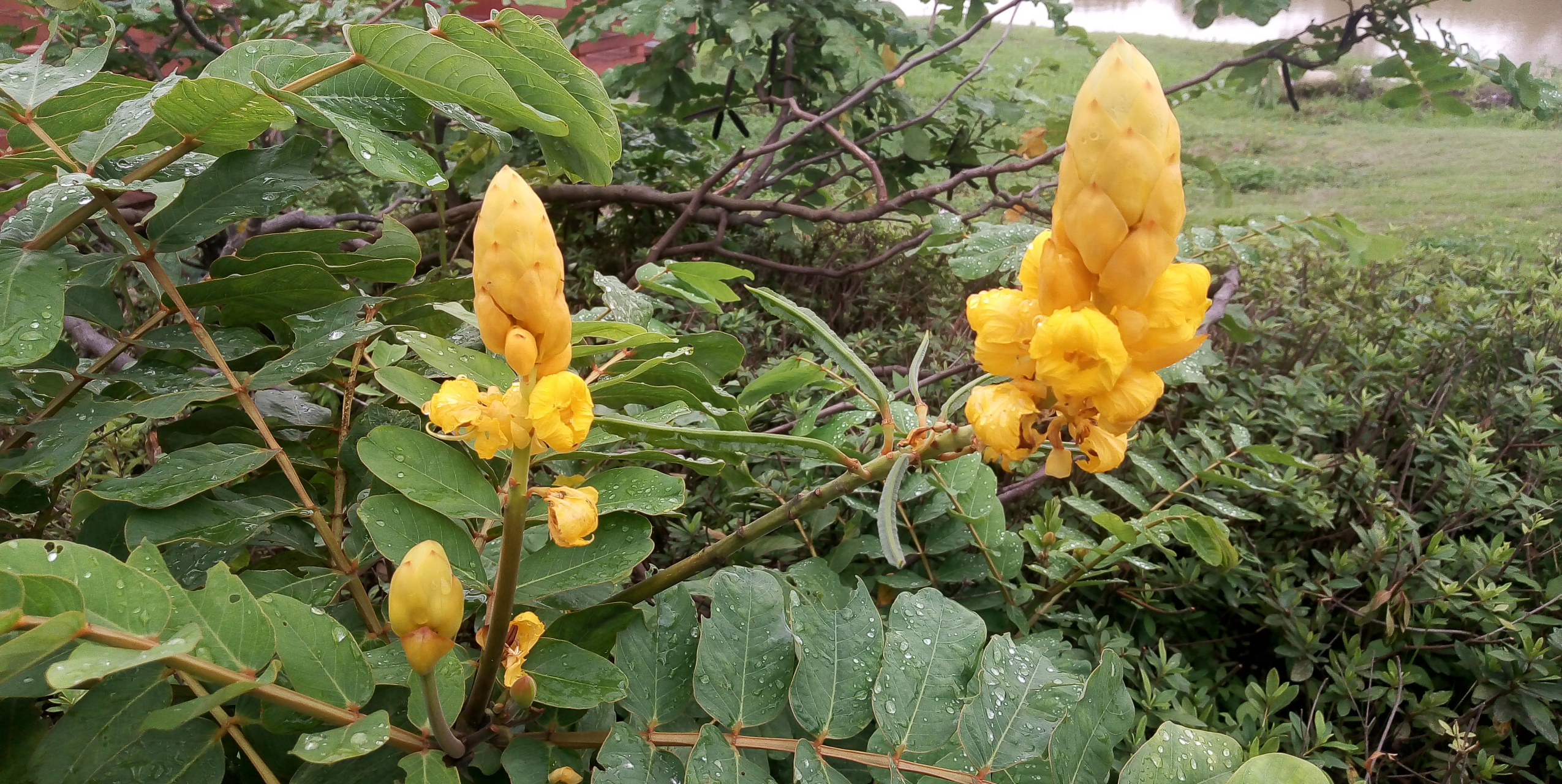 翅荚决明花语图片