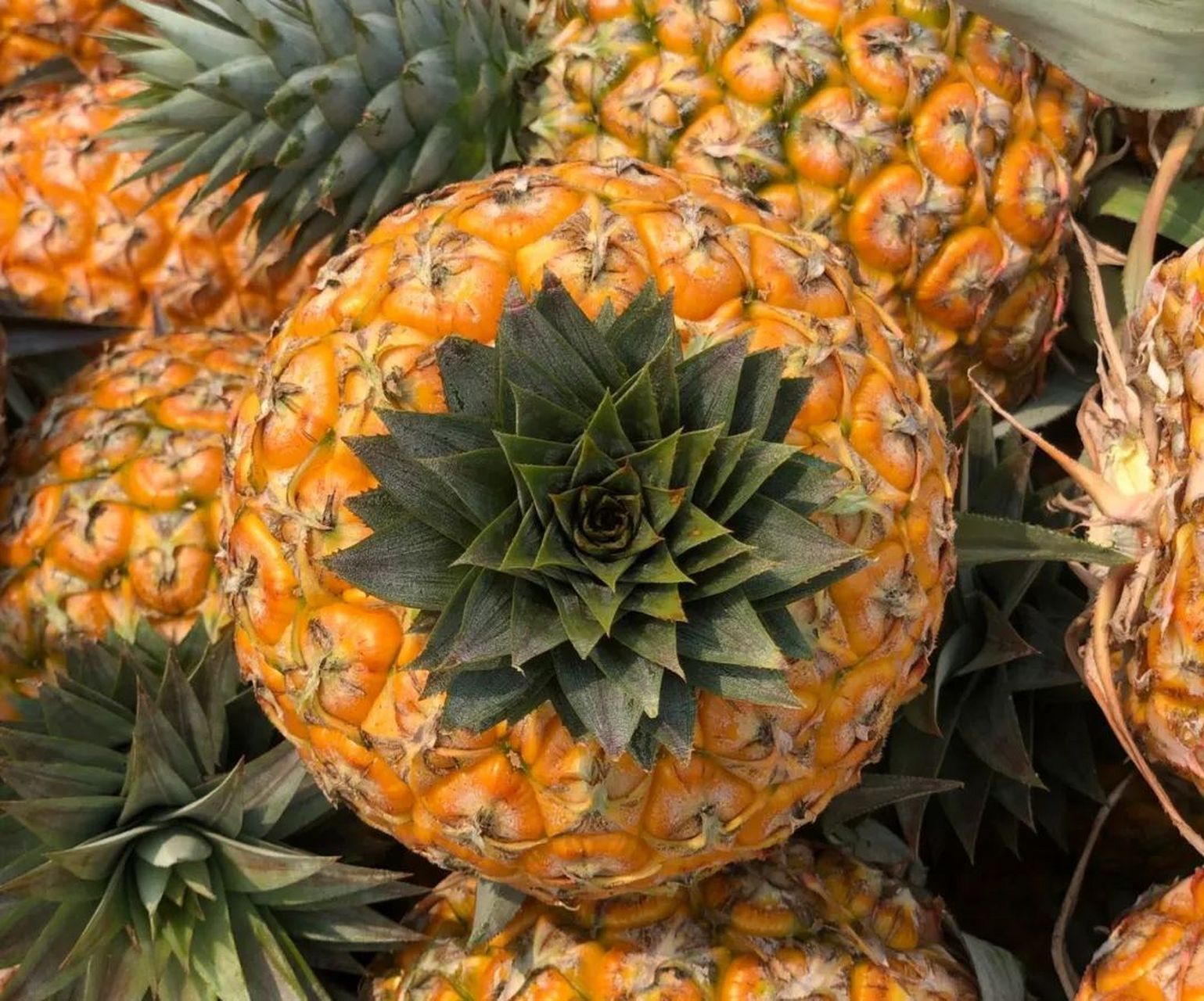 『【海南君选】海南澄迈芒果凤梨 季节限定 特有芒果清香 甜度高 顺丰