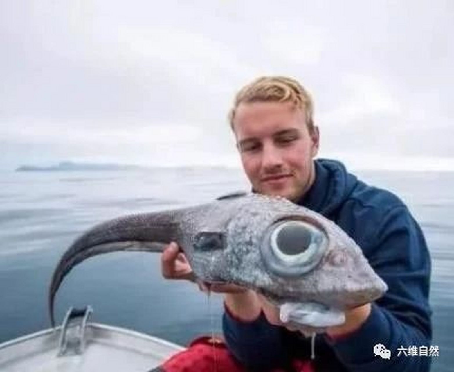 怪鱼# 大西洋银鲛,是一种深海鱼,生活在1000米深海中,鱼头上长着一只