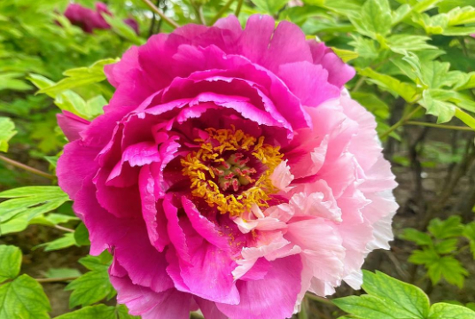 二乔牡丹花,别名洛阳锦,牡丹名品种之一.