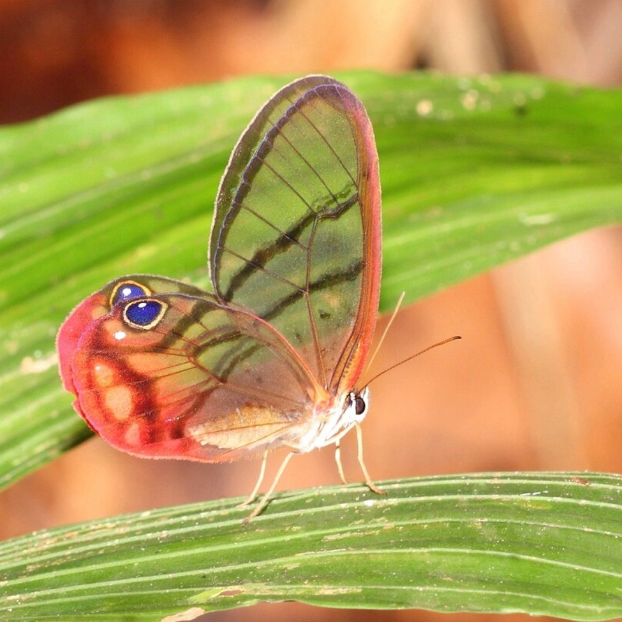 它的翅膀上好像长出了一对眼睛  红晕绡眼蝶,又被称为玫瑰水晶眼蝶