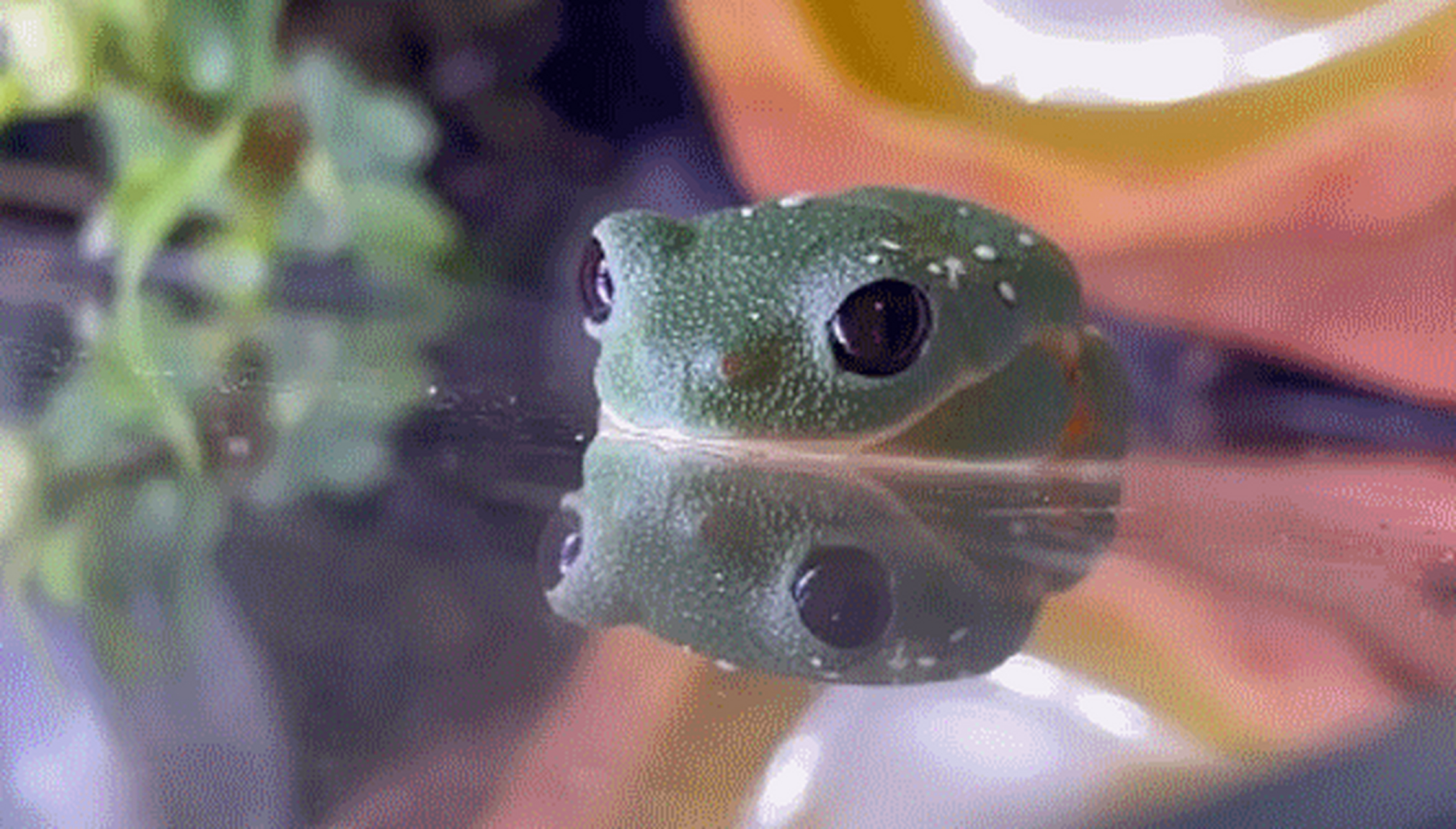 家养宠物小青蛙的午睡时间,一点一点把爪子收好,摆出一个能把头垫着的