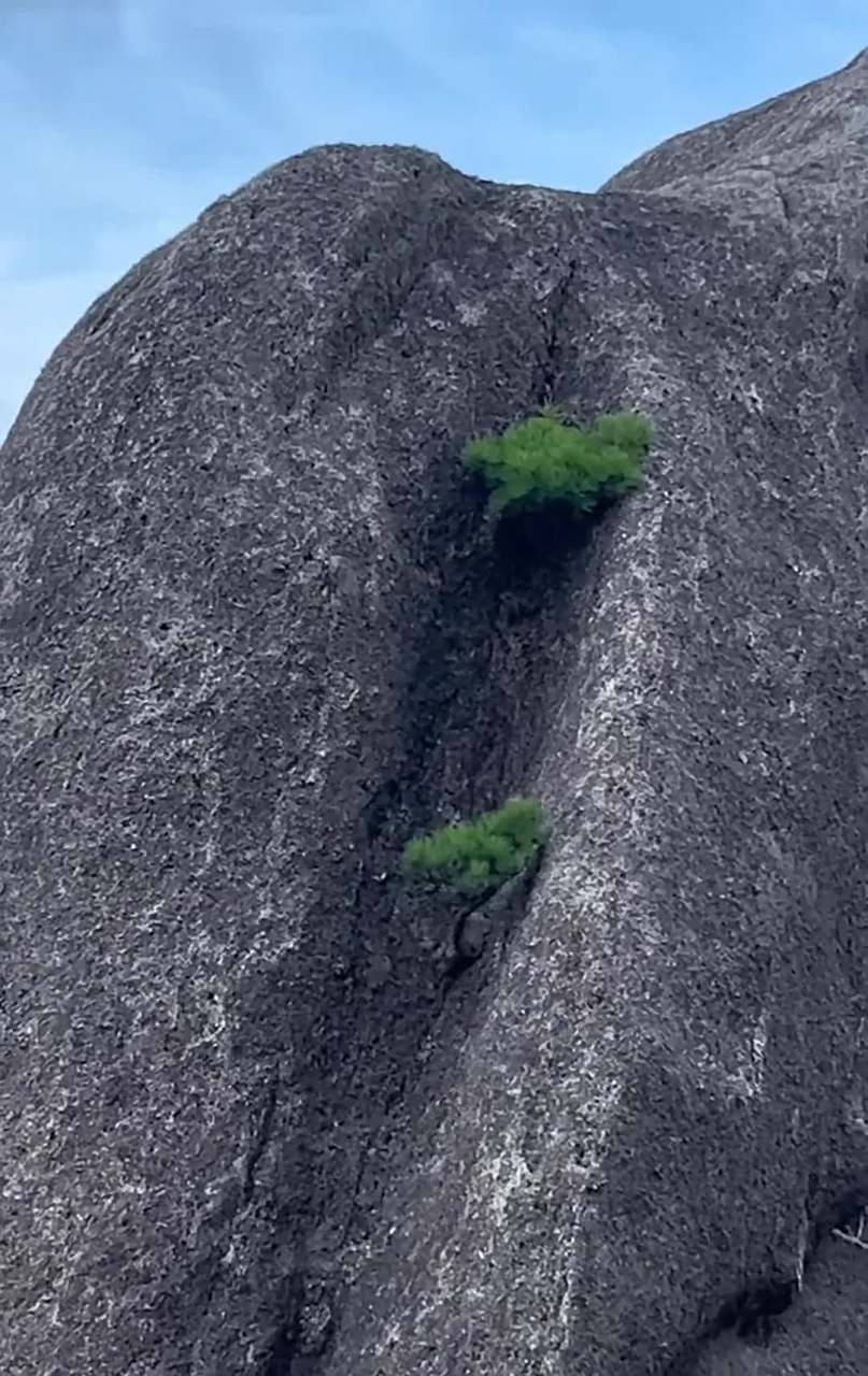 不屈的生命,如同一颗坚强的种子,总能在逆境中顽强地生根发芽,绽放出