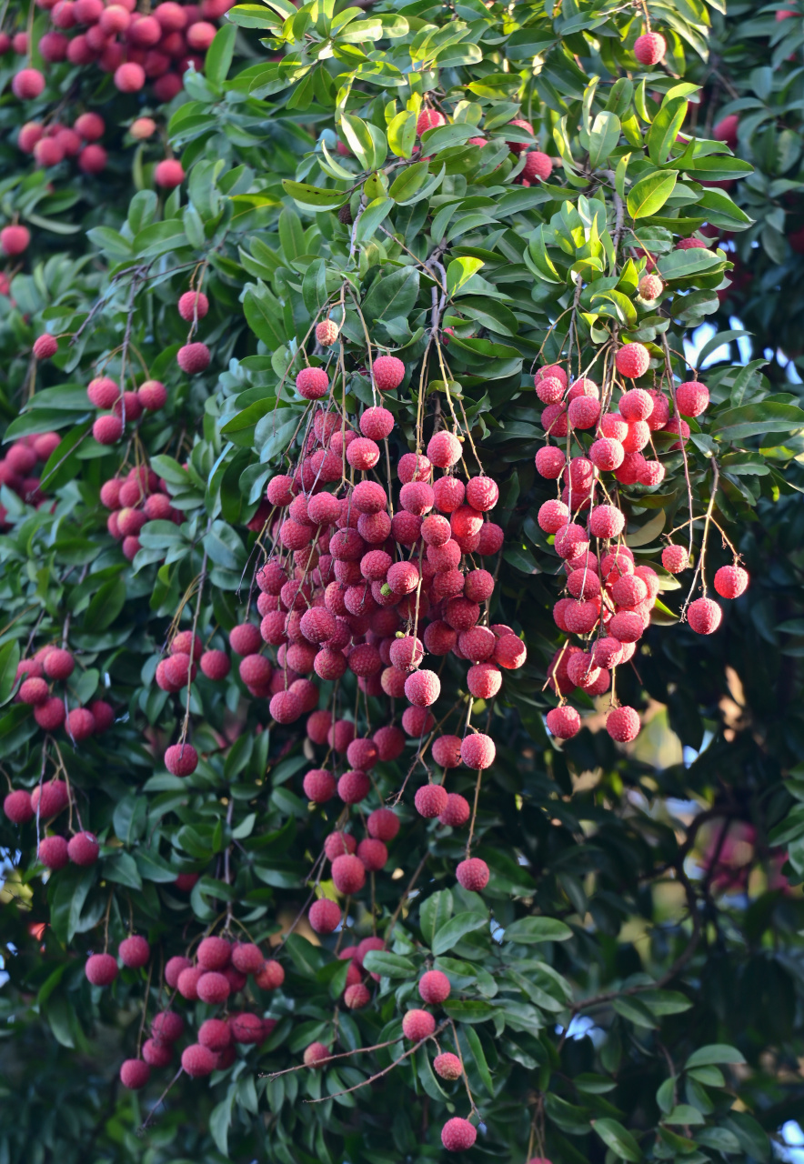 出门走一圈,村头巷尾的荔枝林里,火红的荔枝挂满枝头,像一串串红灯笼