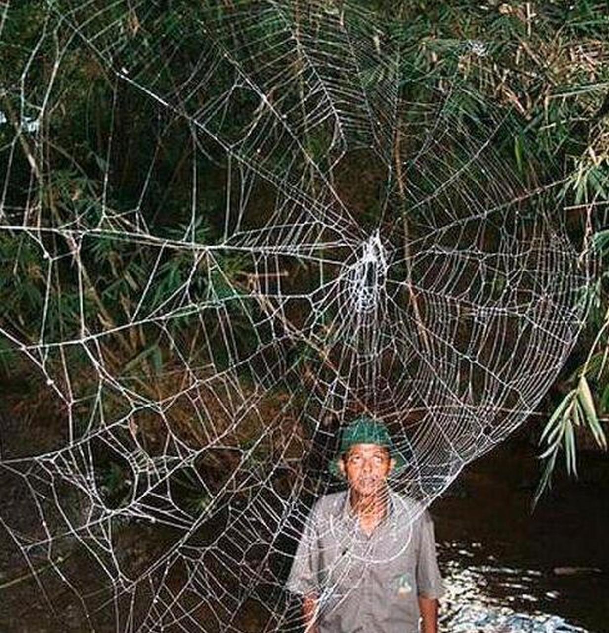 蜘蛛结网风水图片