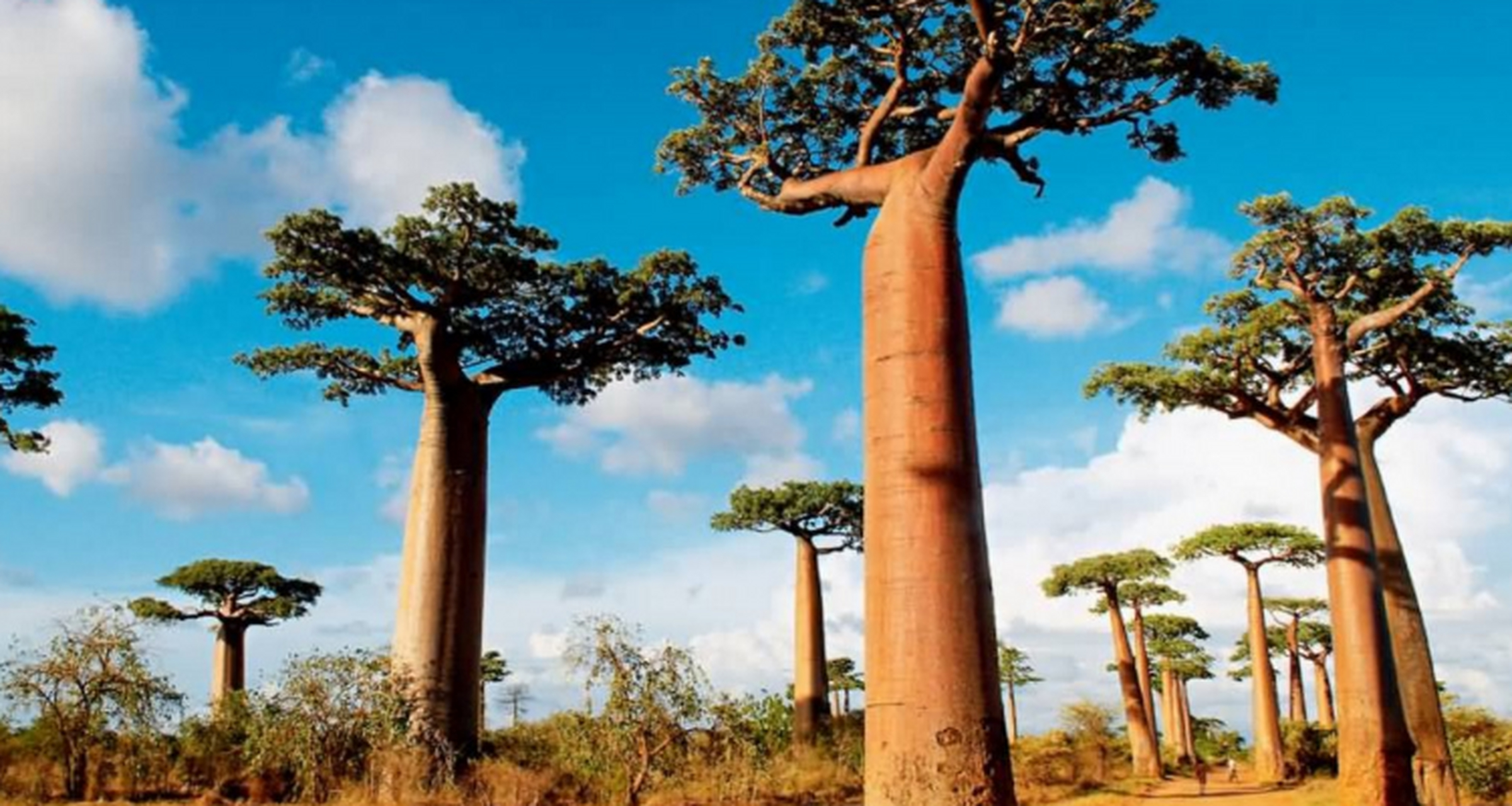 全球最奇怪的植物 猴面包树,储水量最大的树 猴面包树是一种古老的