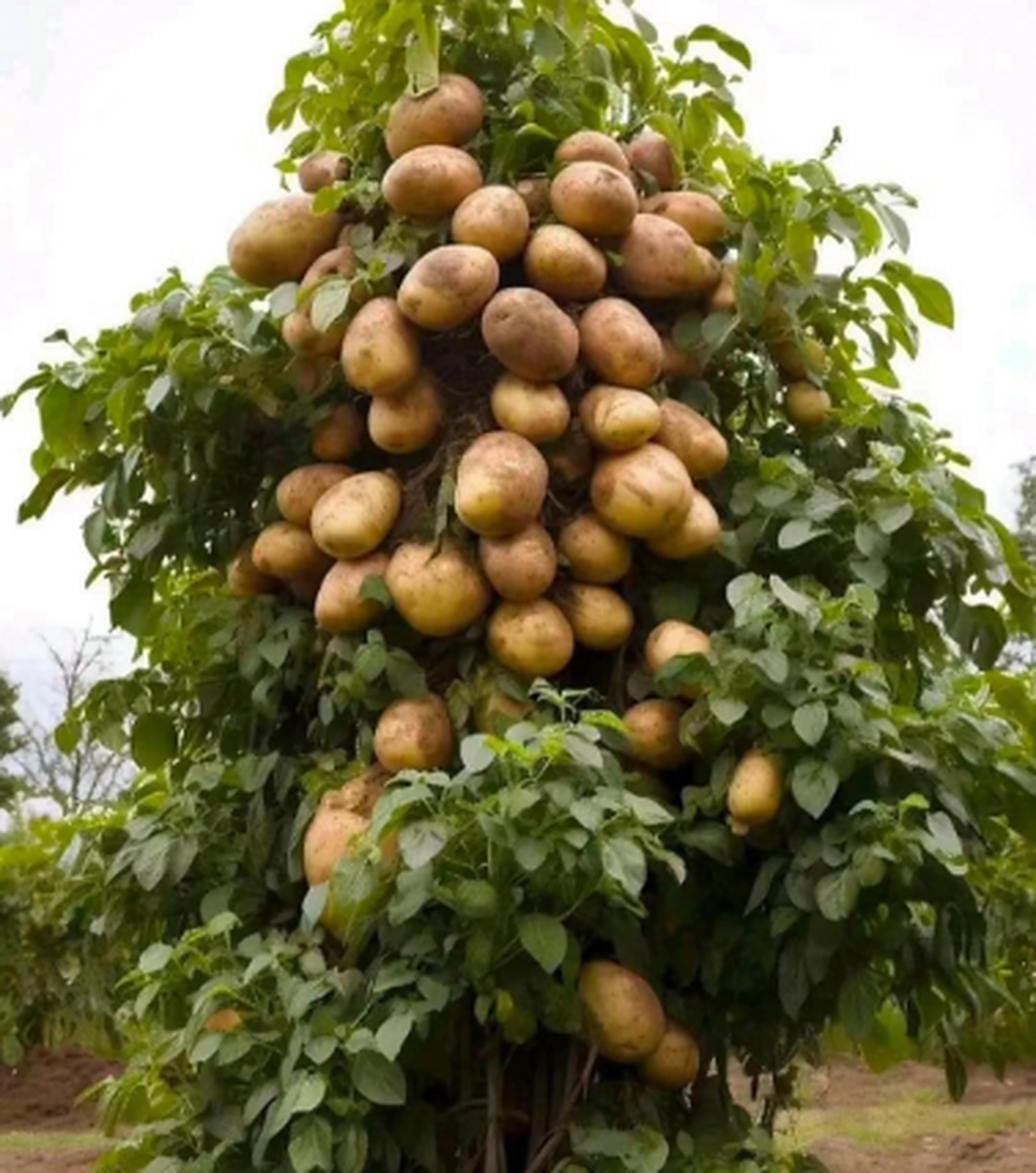 有没有搞错土豆,都长树上了,是我眼花了吗[费解]