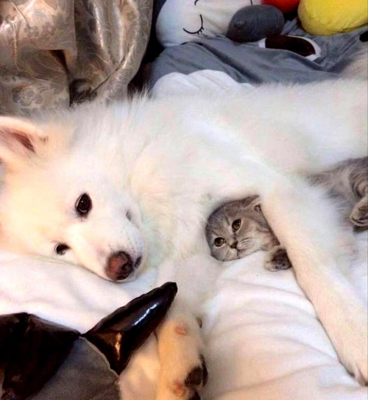 为什么萨摩耶和猫猫合影总是看起来很暧昧?