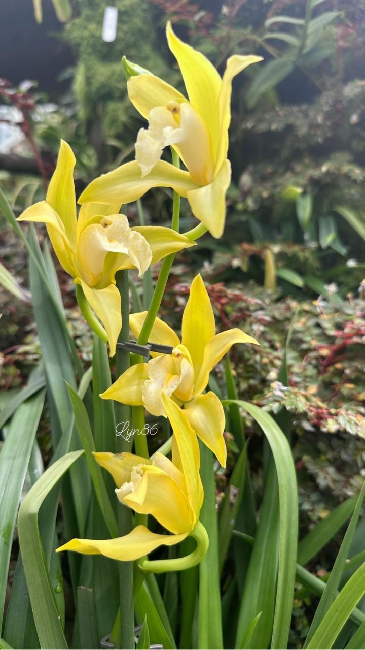 大花蕙兰虎尾兰