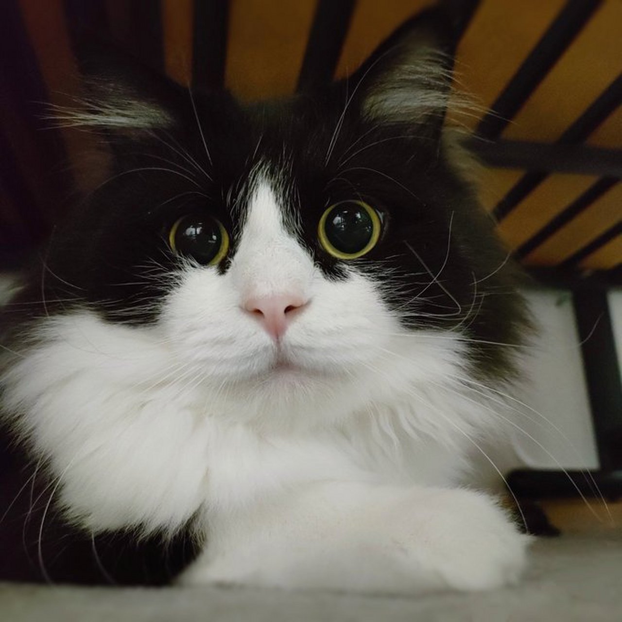 被这只奶牛猫可爱到啦,真好看呀  不管什么毛色的