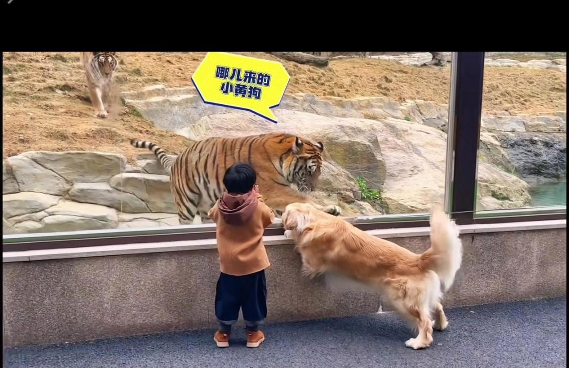 初生牛犊不怕虎,金毛看见老虎就冲上去刚,结果虎子喊来了兄弟们,金毛