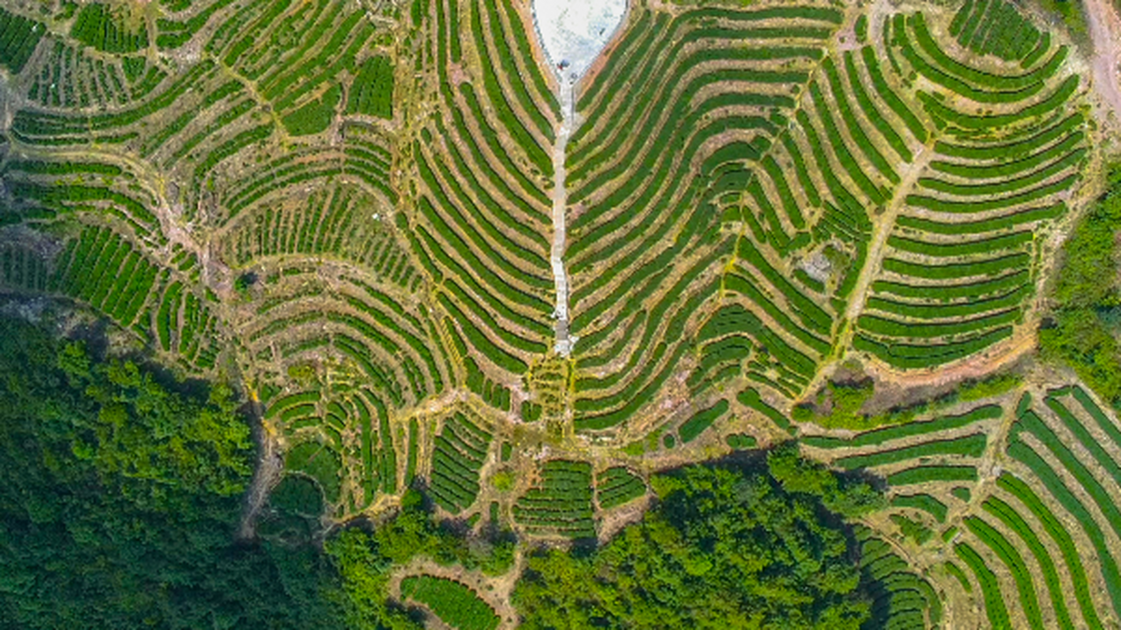 梅州市大埔县湖寮镇碗瑶村中村,金柚之乡,美丽乡村建设成果,反映精准