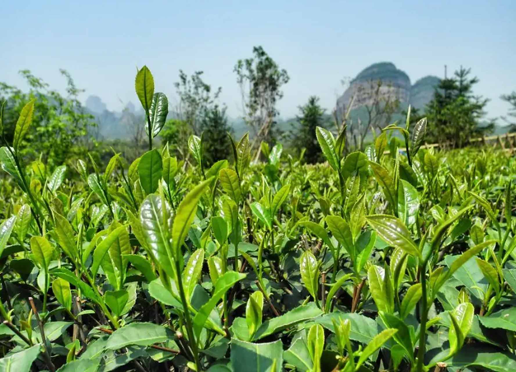 乐山乐水茶叶是一种再加工茶.