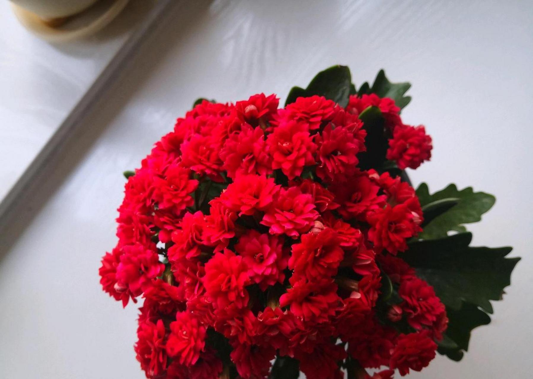 非洲红宝石,长寿花里非常出色的品种,株型低矮紧凑,高度和冠幅都是20