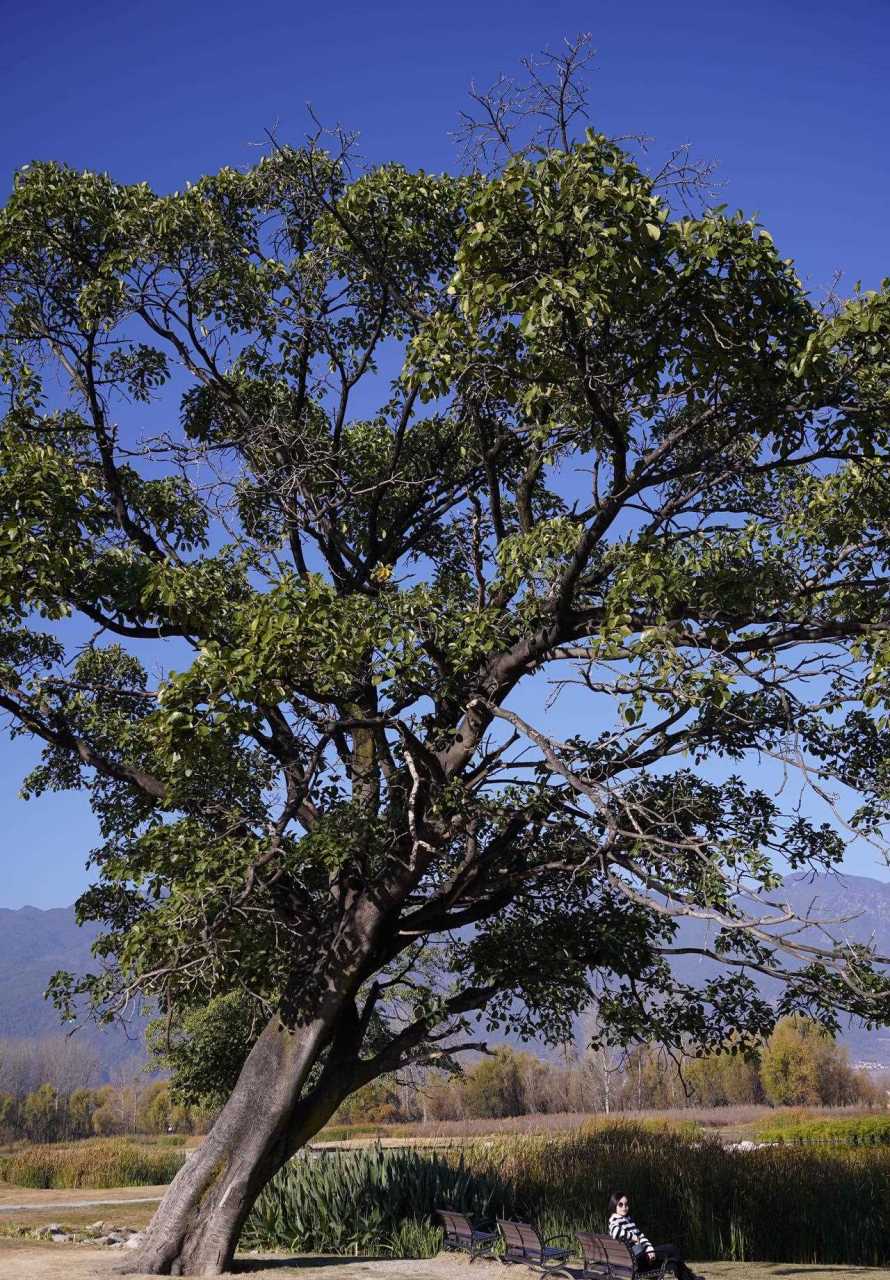 大理喜洲的夫妻树[freestyle]