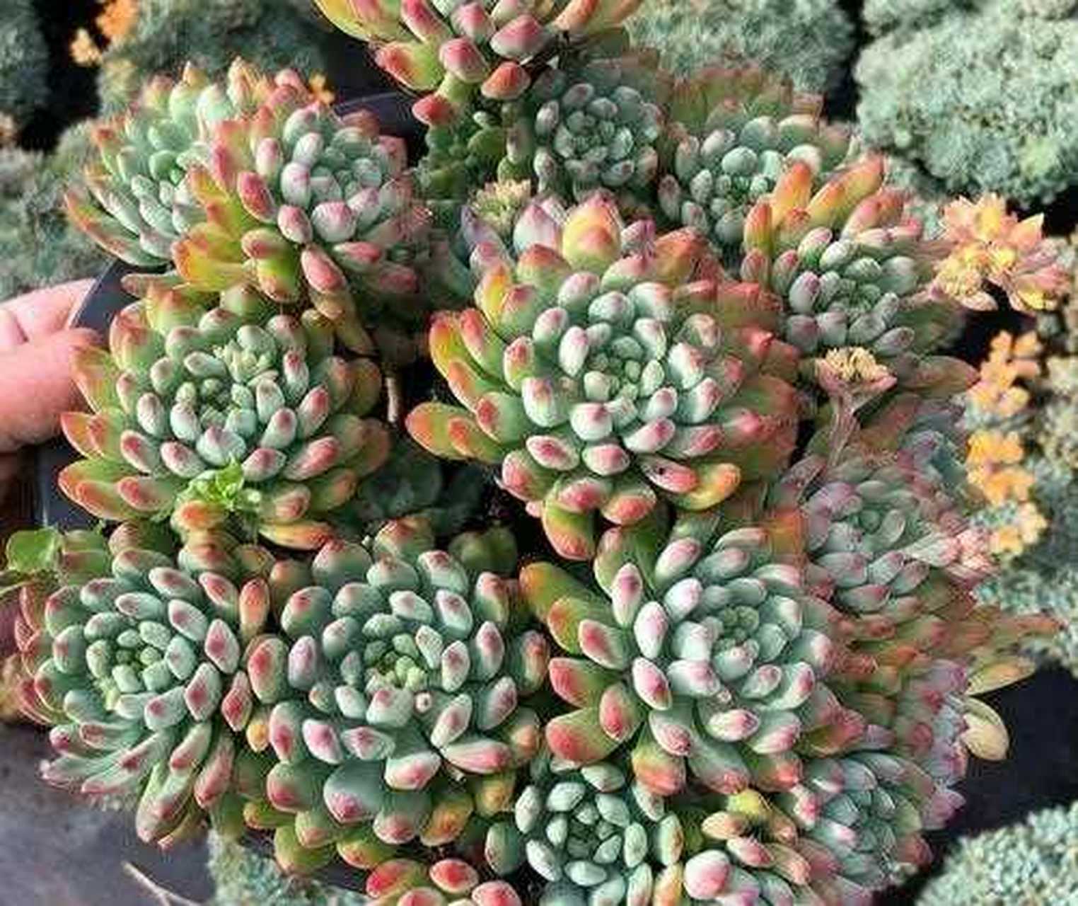 蓝苹果是景天科的一种多肉植物,又叫蓝精灵,是一种夏型种的多肉植物