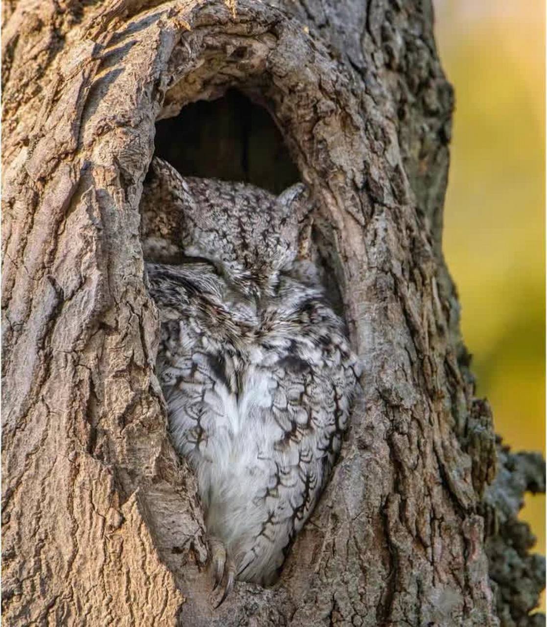 猫头鹰睡觉的样子,哈哈哈感觉有点可爱.[红包]