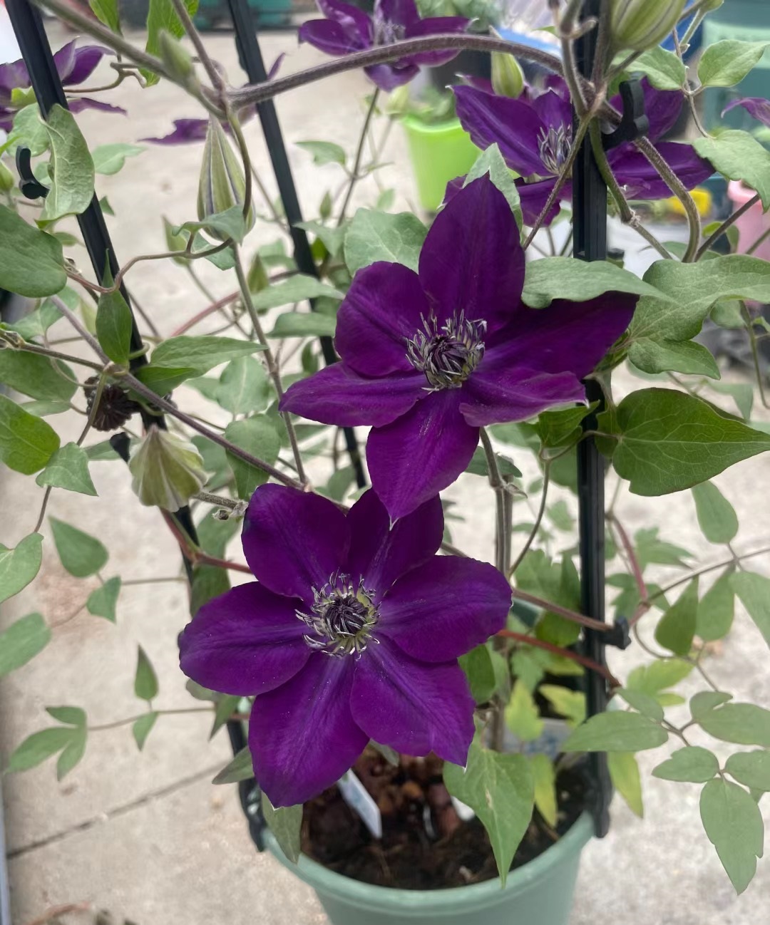 —铁线莲"紫水晶美人",f系,中小型品种,株高仅一米多