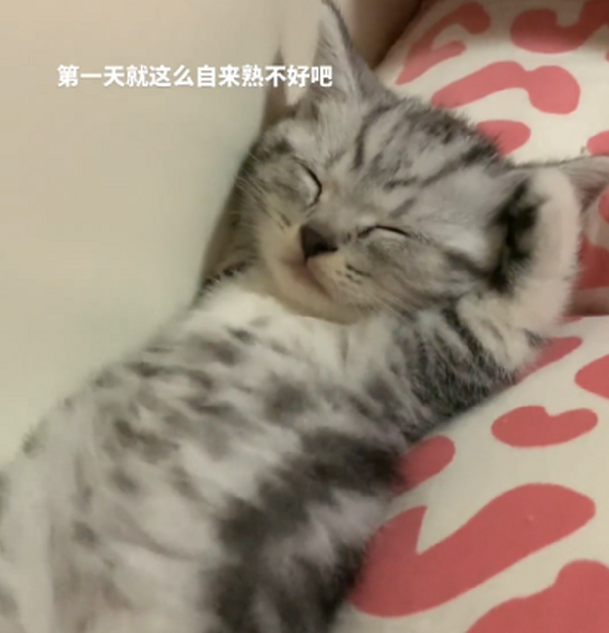 会敬礼的小猫咪,好可爱.