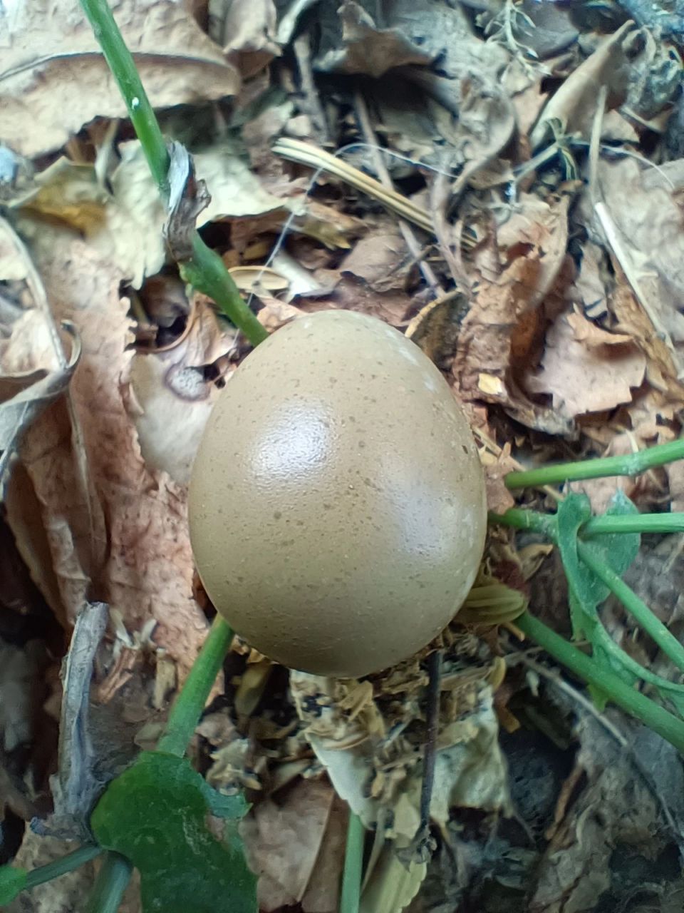 如果拿回家会有什么惊喜么?