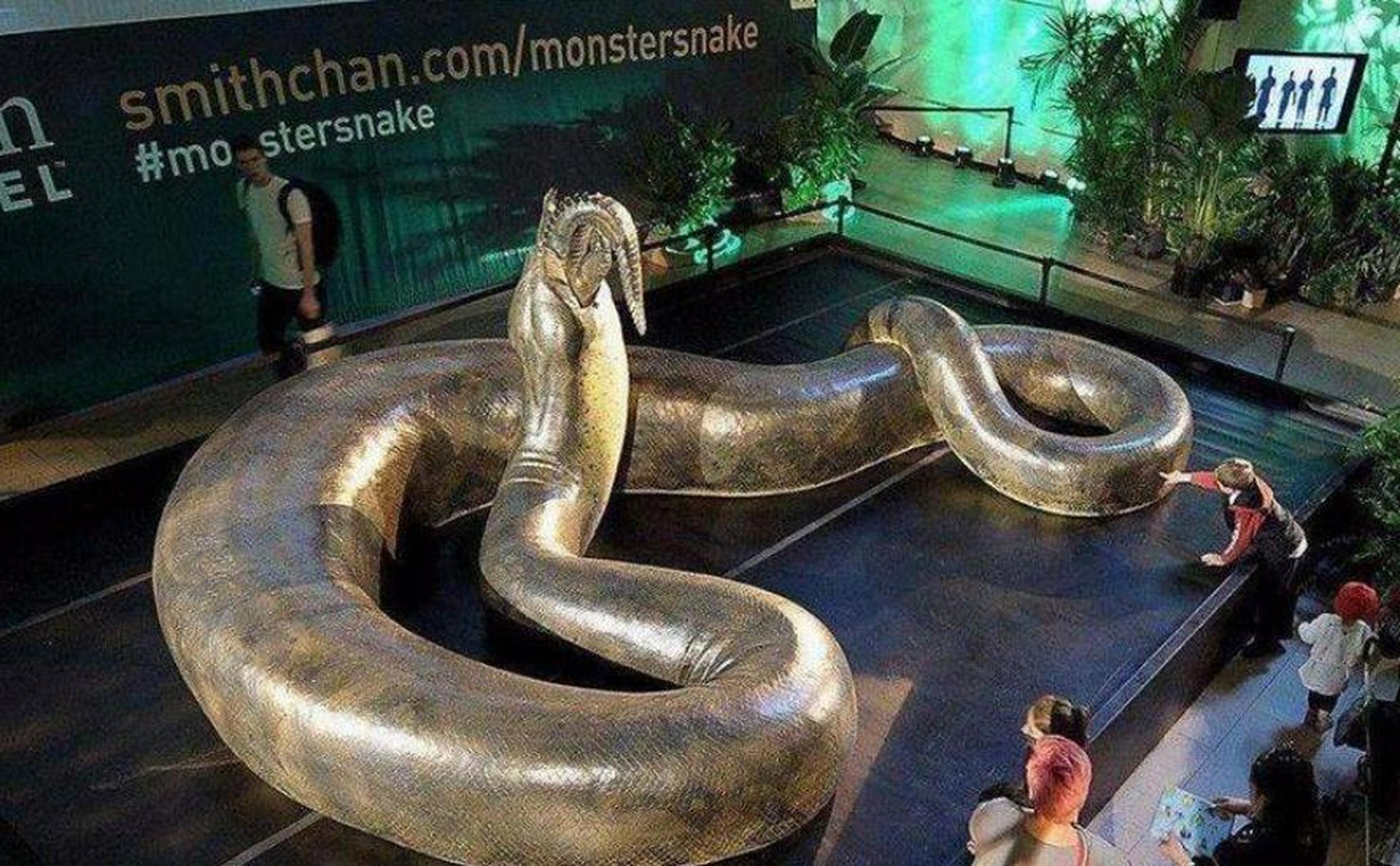 [撒花]老虎遇到蛇中王者巨蟒,究竟谁更厉害?