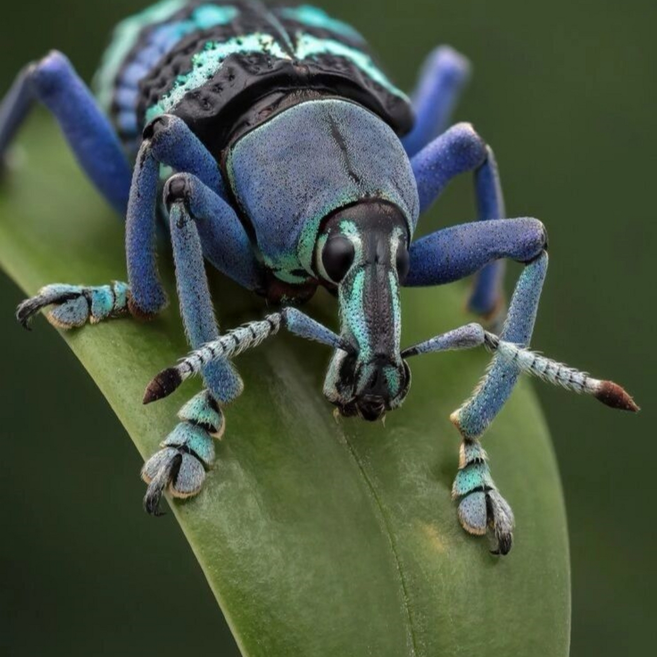 象鼻虫 大自然昆虫  象鼻虫elaeidobius kamerunicus 鞘翅目昆虫中最