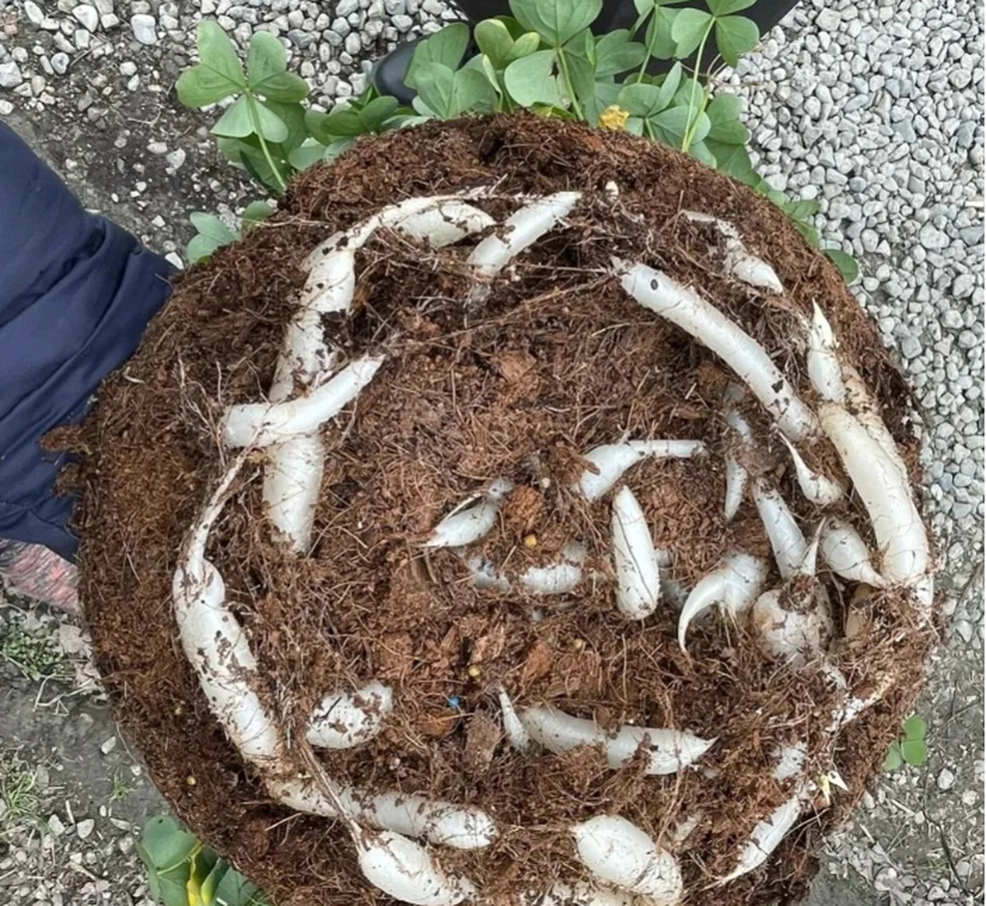 白色根茎是甜的,叶子和梗都是酸的,很酸那种,小时候常挖来吃,叫不上名