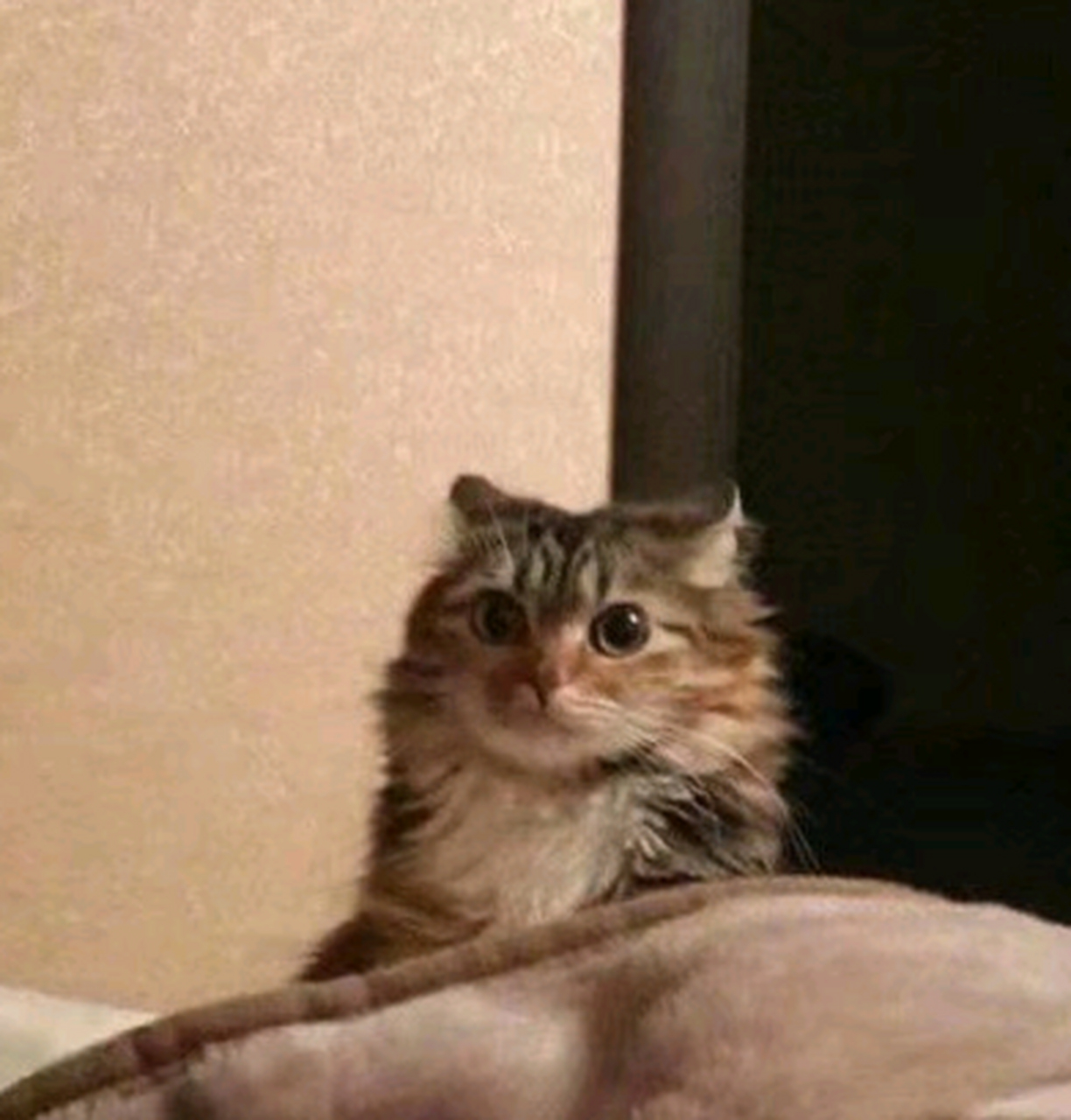 吵醒一只刚刚睡着的小猫,它会露出什么表情