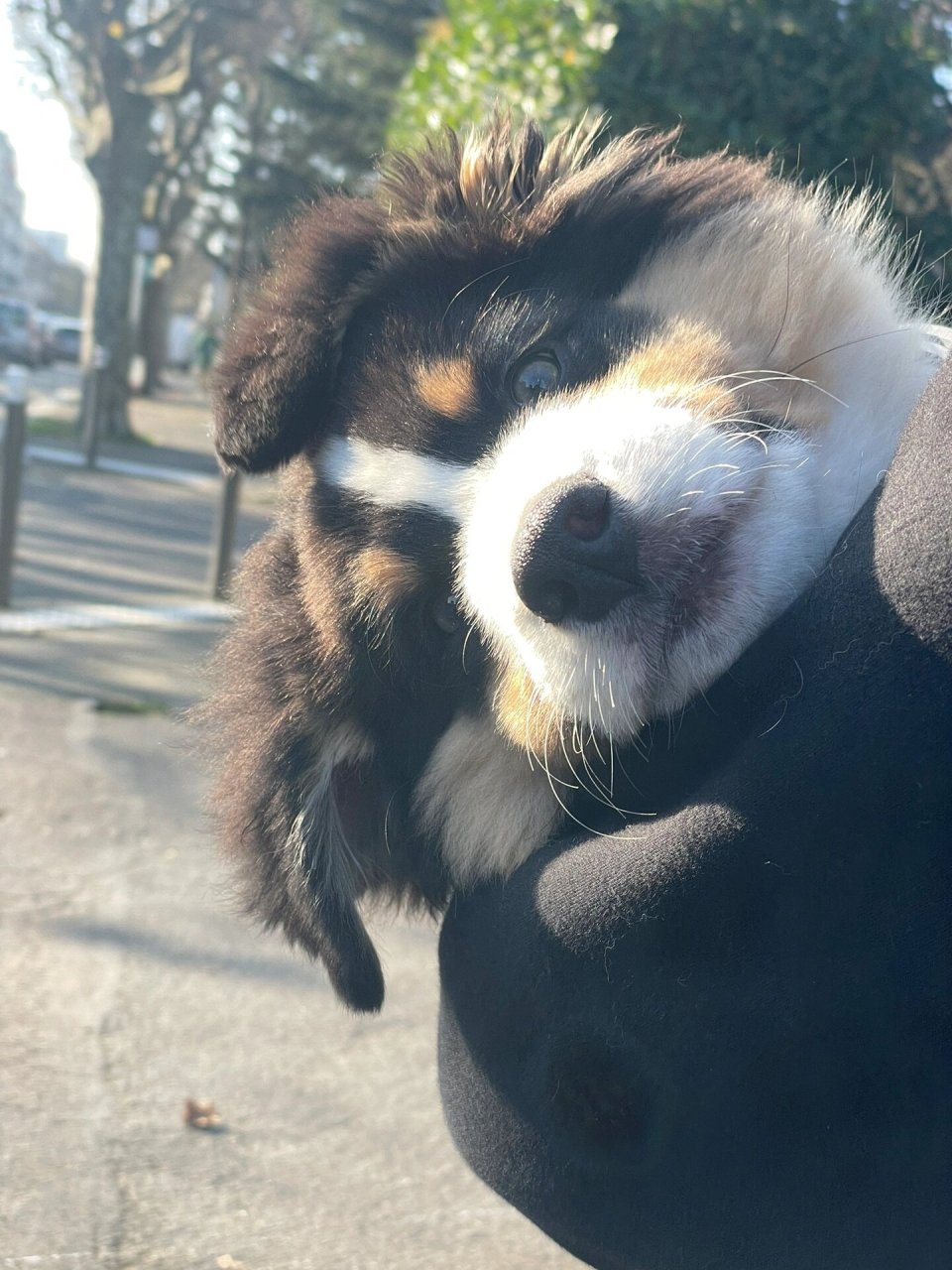 伯恩山边牧串串96上线 可爱暴击959595 一下拥有三个品种