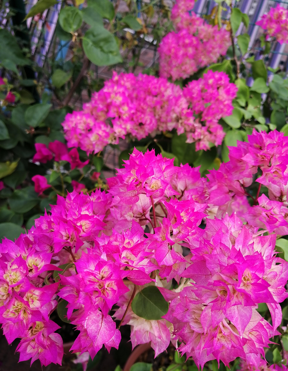 有种重瓣三角梅,名叫"怡锦",也叫西施怡锦,花朵很漂亮,花瓣数量多,层