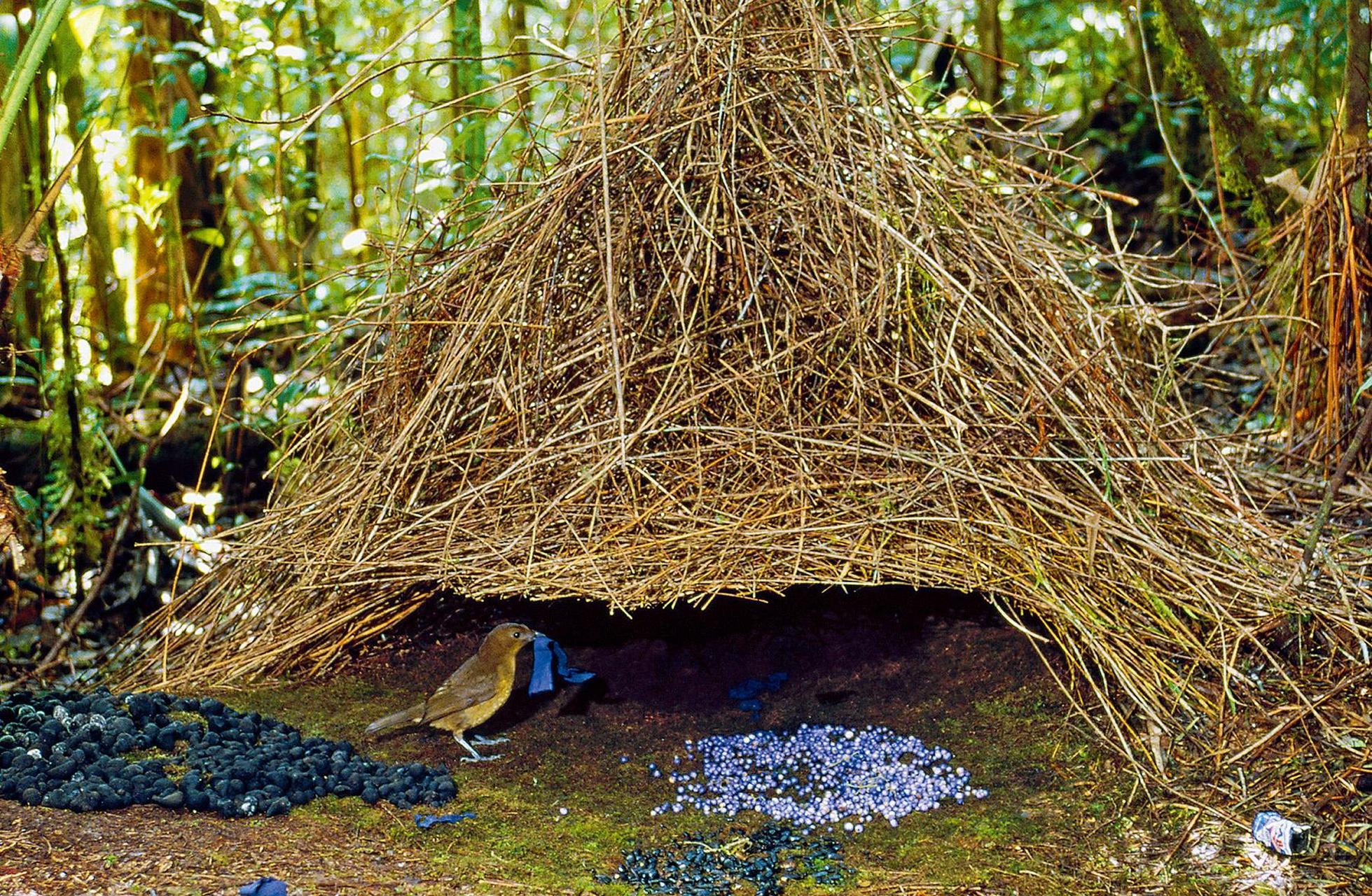 领动计划# #奇妙的动物#作为大洋洲的一类特有鸟,园丁鸟以建造复杂