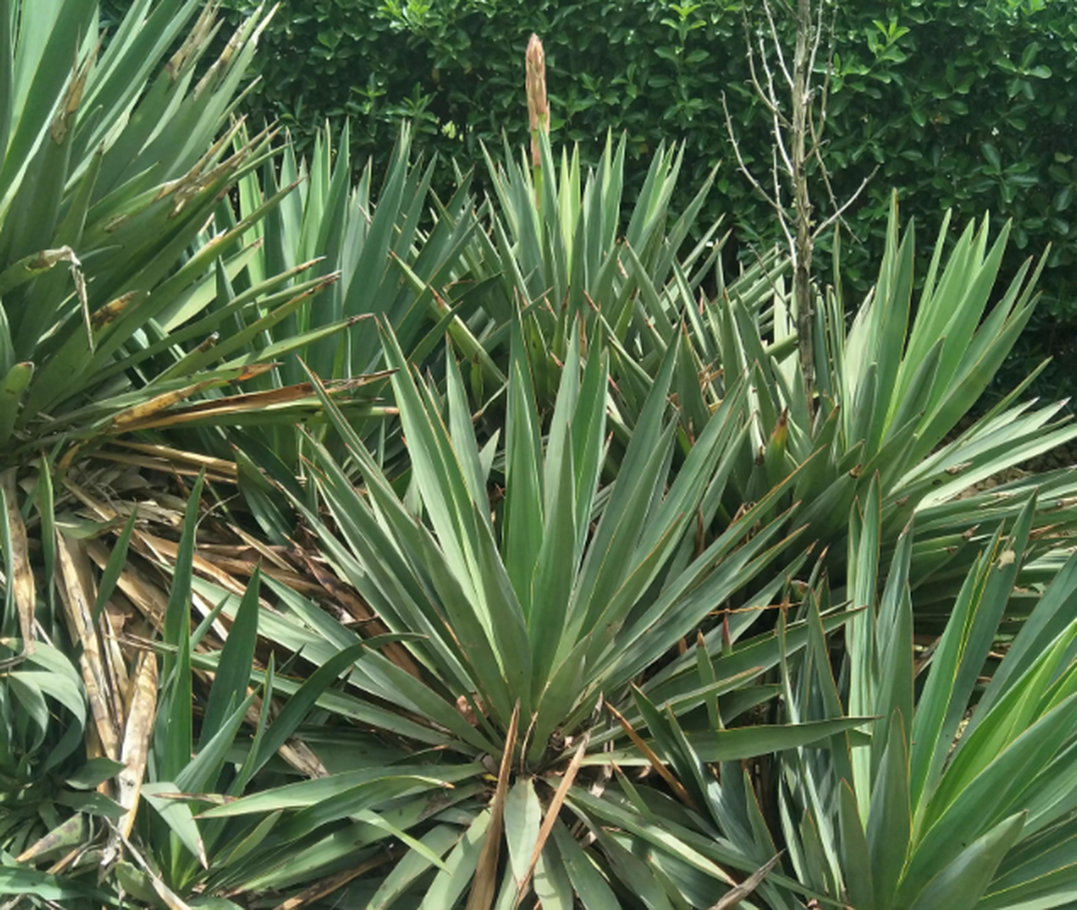 路边的植物,叶子很尖,质地很硬,还长出了花箭呢,有人能科普一下叫什么